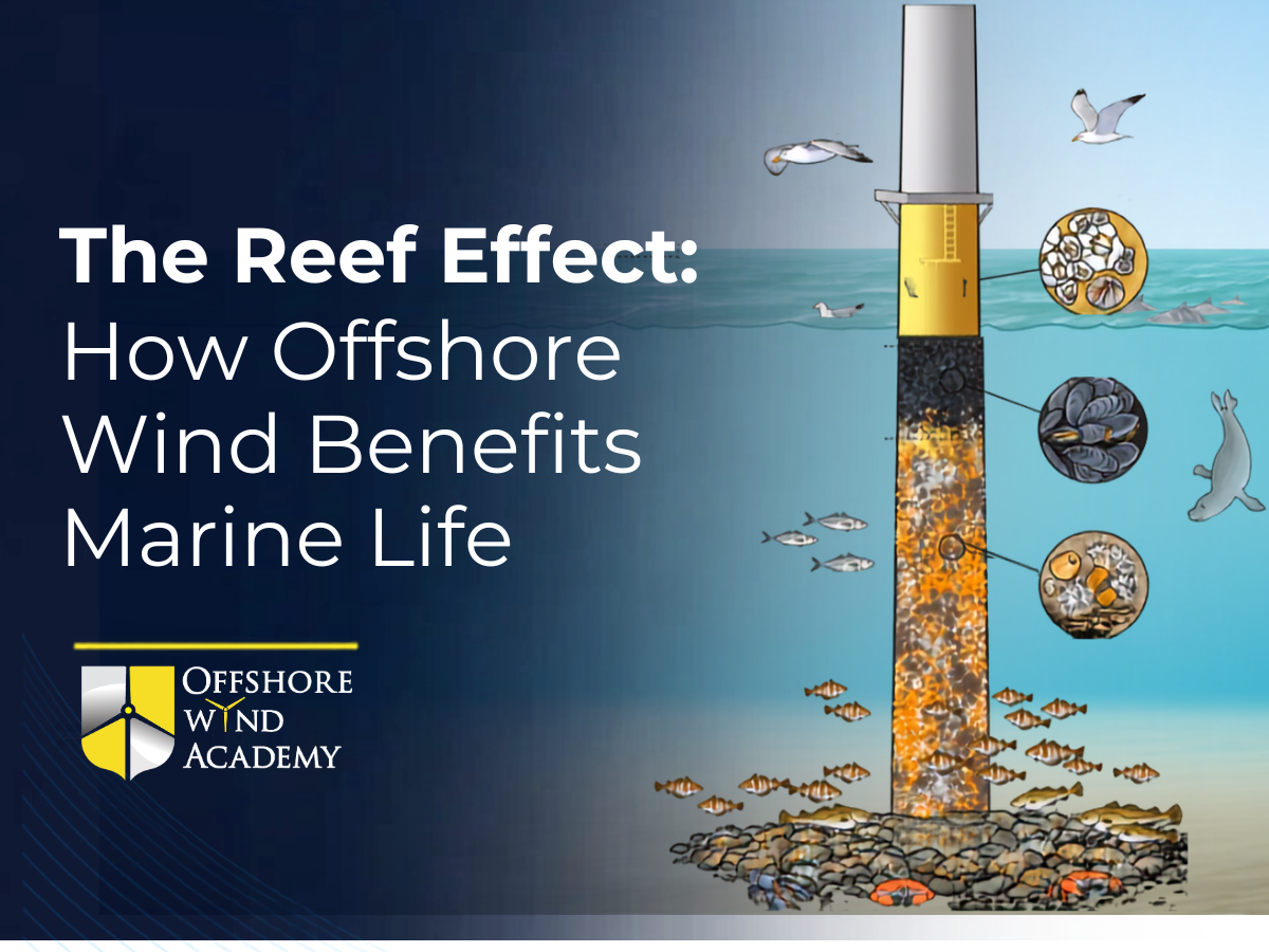 EV 2 Reef Effect (1)